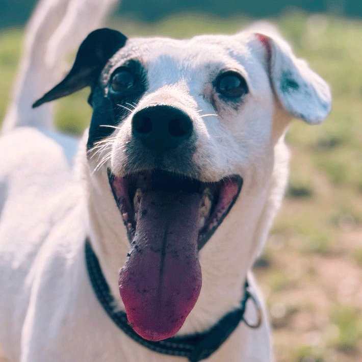adoption